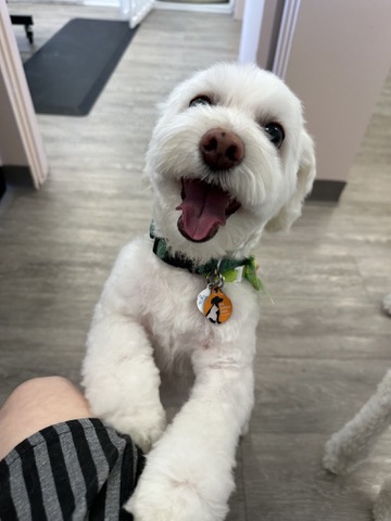 My dog Mira (2 of 6)