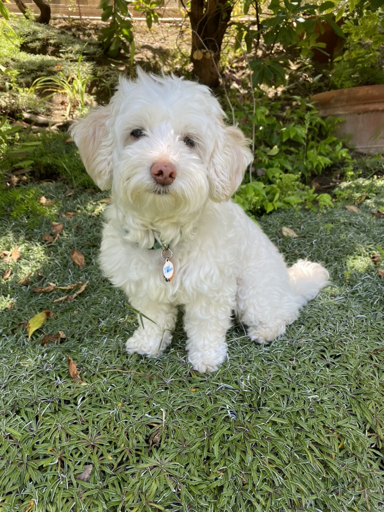 My dog Mira (3 of 6)
