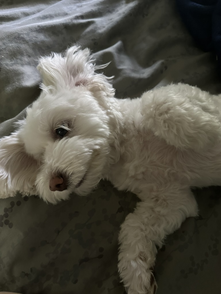 My dog Mira (4 of 6)