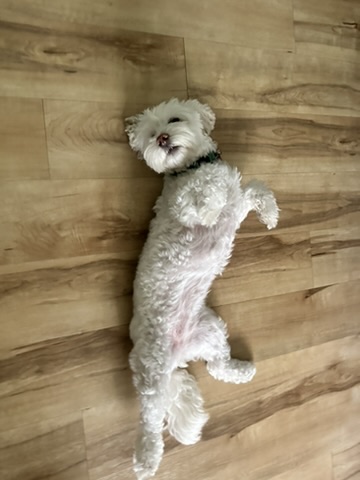 My dog Mira (5 of 6)